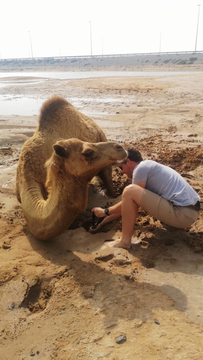 Ian Murphy, a Dubai resident, tries to help a camel stuck in quicksand. He saw the animal struggling while he was driving to Ras Al Khaimah. All photos: Christine Wilson