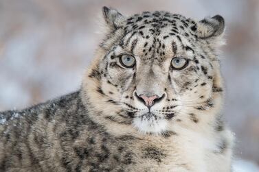 Snow Leopard (Panthera uncia), Naltar Valley, Gilgit-Baltistan, Pakistan.