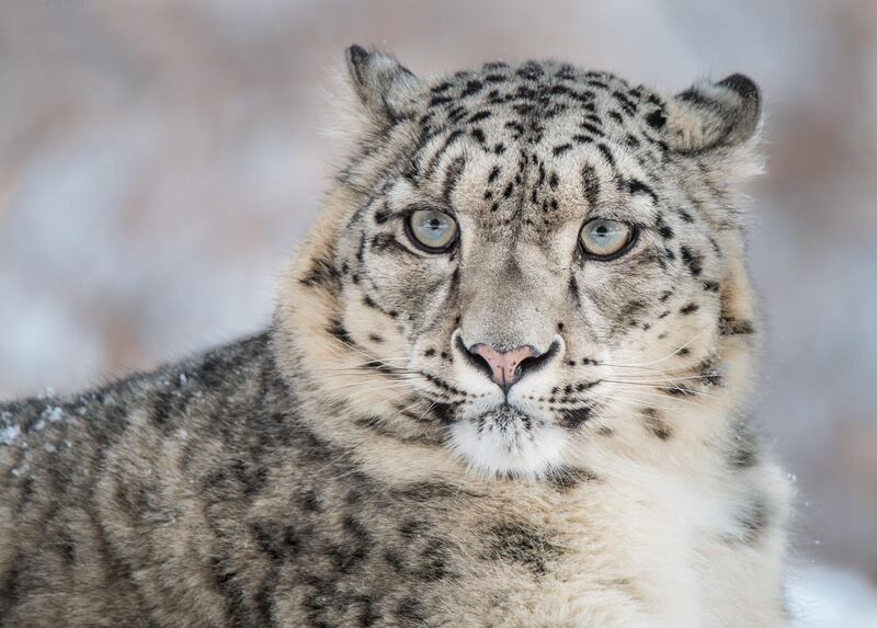 Snow Leopard (Panthera uncia), Naltar Valley, Gilgit-Baltistan, Pakistan.