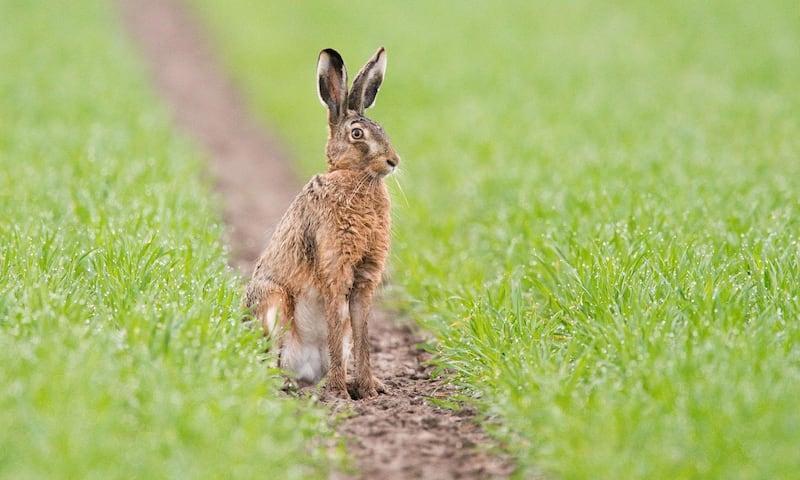 A hare sits on a field in Algermissen near Hanover, northwestern Germany. AFP