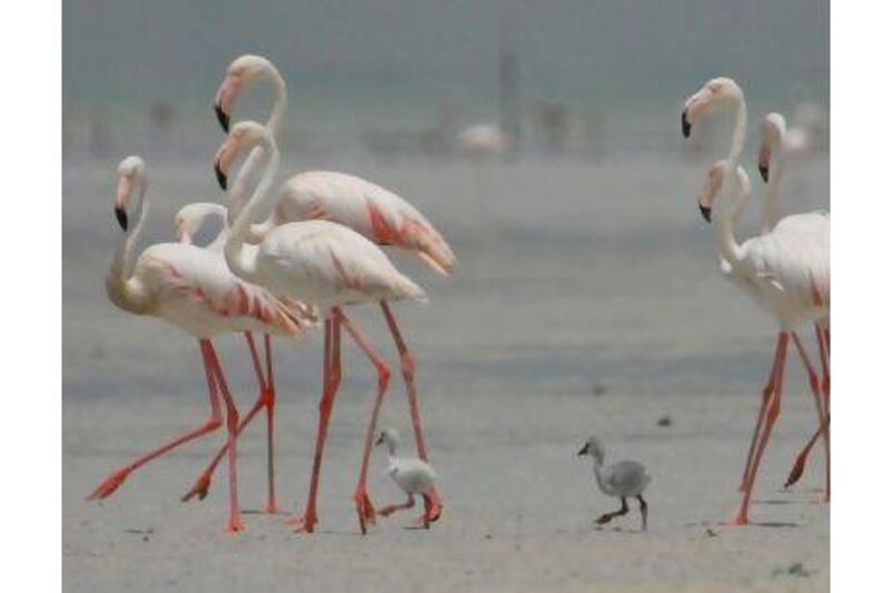 Flamingos and the their chicks. A reader praises Abu Dhabi's conservation efforts, which are evidenced by the patter of tiny flamingo feet on the country's beaches. Courtesy EAD