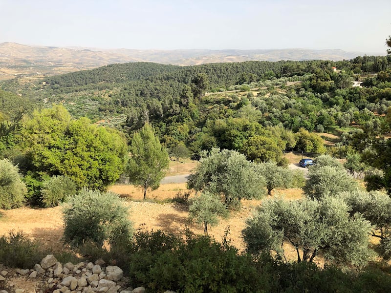 General view of olive groves and the forrest in the village of Dibbeen, around 50 kilometres northwest of Amman. Amy McConaghy / The National