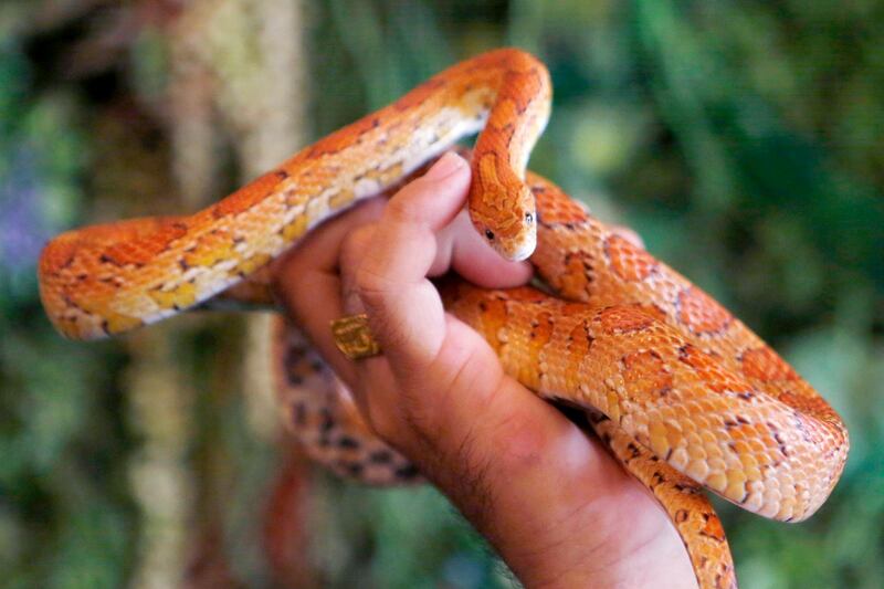 A Cambodian man holds a pet snake at reptile cafe in Phnom Penh, Cambodia. EPA