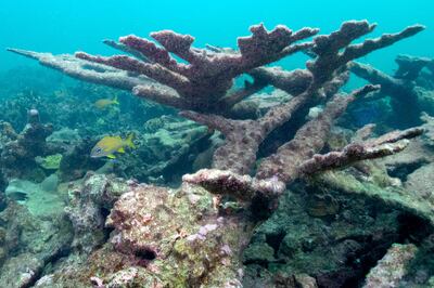 Coral reefs around the world are being damaged by climate change. AFP