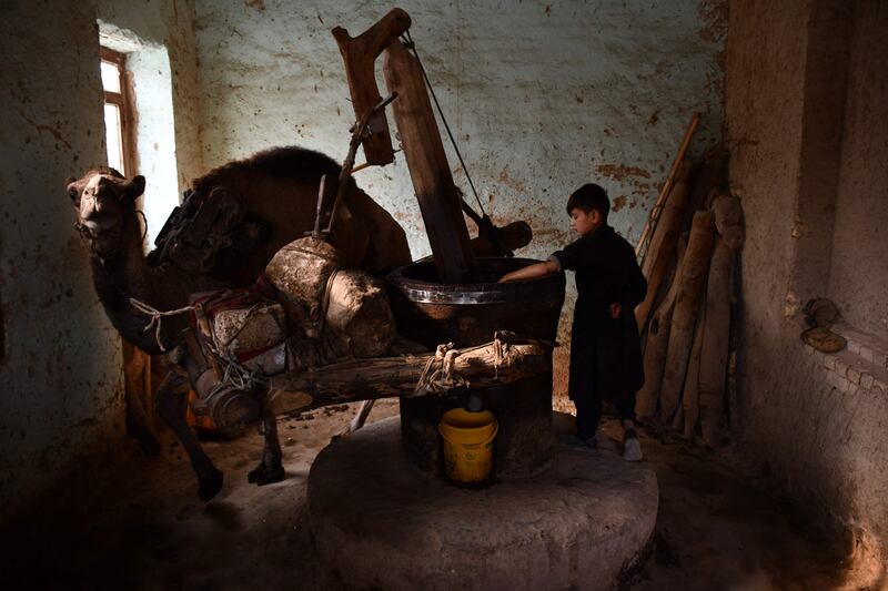 A boy extracts oil from sesame seeds using a camel-powered mill in Mazar-i-Sharif, Afghanistan. AFP

