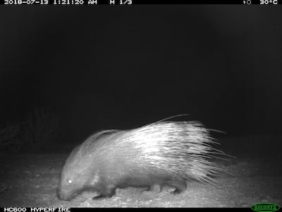 The Indian Crested Porcupine, previously thought to be extinct in Abu Dhabi, is caught on a camera trap