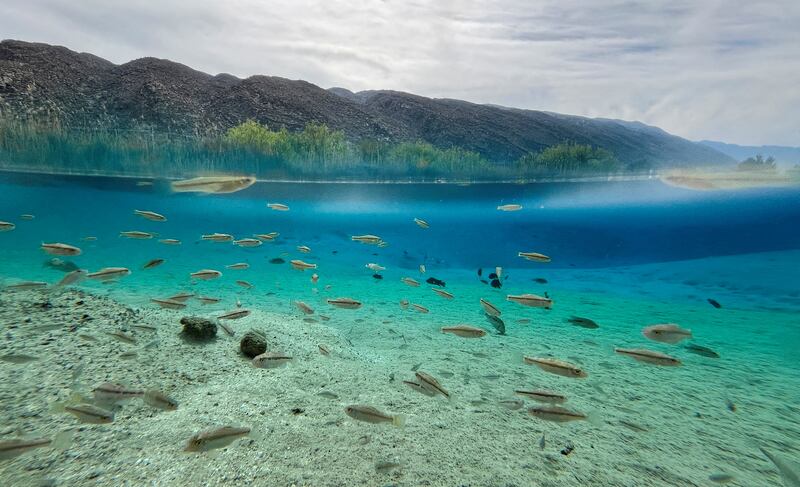 Mexico's pools of Poza de la Becerra. The 170 cactus-ringed pools contain important species of fish, snails, turtles, bacteria and unique living rock structures that offer important clues to life on Earth millions of years ago. Reuters