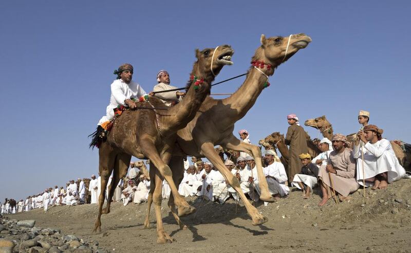 Riders race their camels on a 200 metre straight during a tribal celebration. Jeff Topping for The National