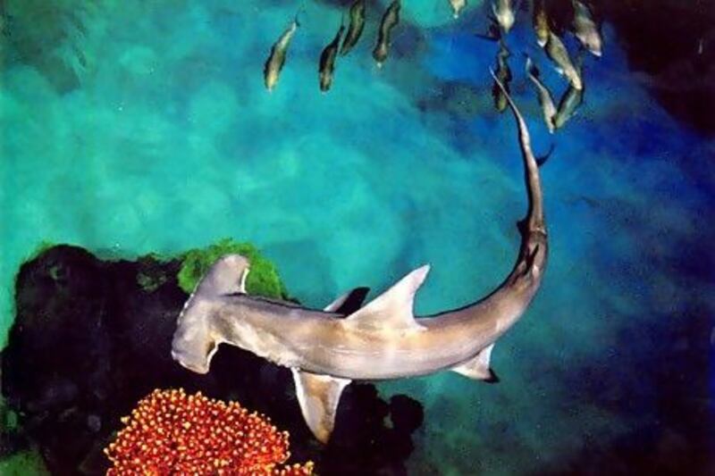 Hammerheads are one of several shark species whose numbers are declining in seas across the region. Photo: PRNewsFoto / Mandalay Bay