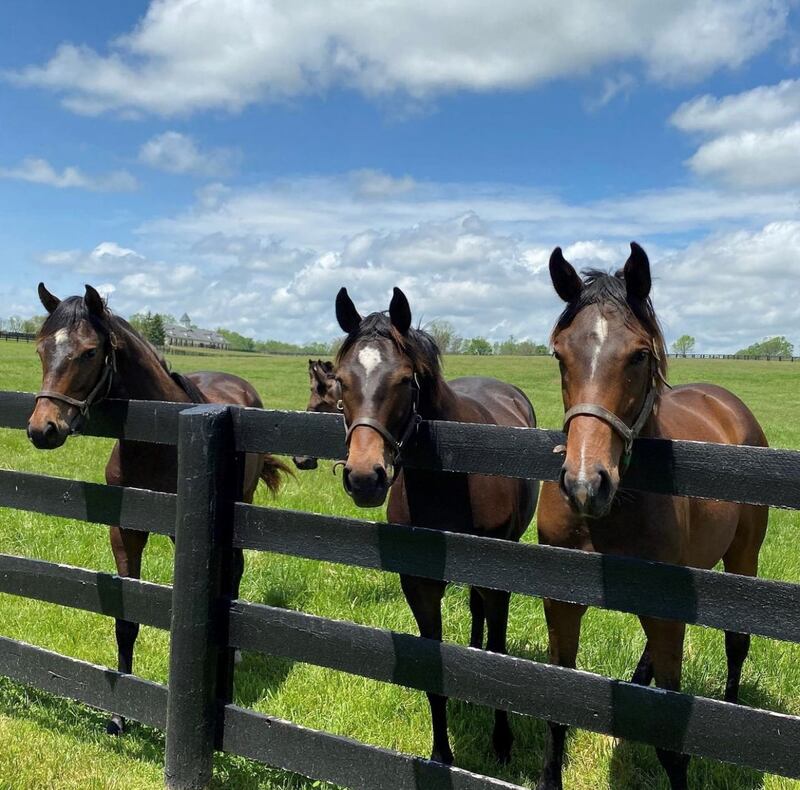 One episode of the Netflix show The Crown features the queen on a journey that takes her through Kentucky to learn more about horse breeding. Photo: Lane's End