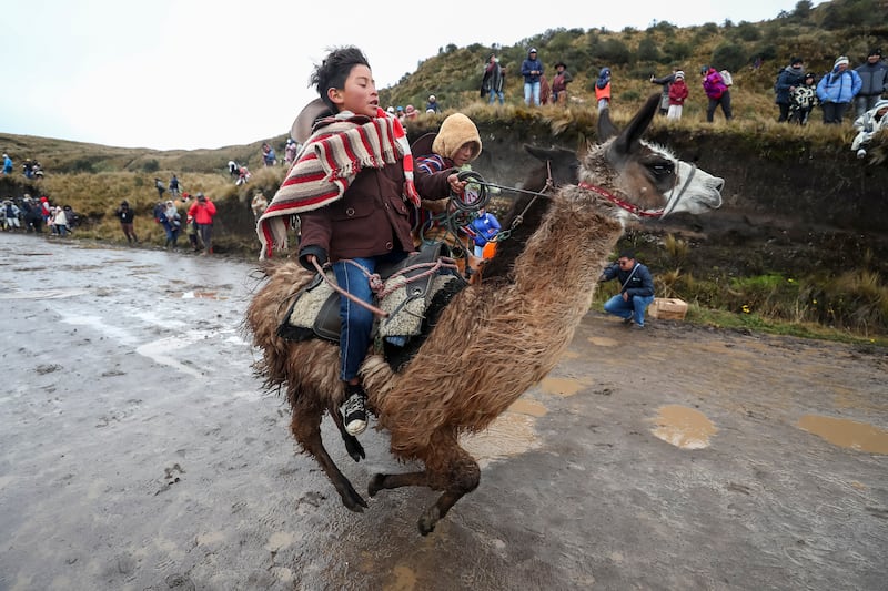 Child riders participate in the 'Llamingada', a race in which children between the ages of 8 and 13 compete with their llingos (llamas), in the Agualongo Pamba sector, in Salcedo, Cotopaxi province, Ecuador, 11 February 2023.  A group of llamas from the Ecuadorian Andes, divine beings in the country's indigenous worldview, carry children from the Llanganates paramo on their backs, in a unique competition that seems to go to the clouds.   EPA / Jose Jacome