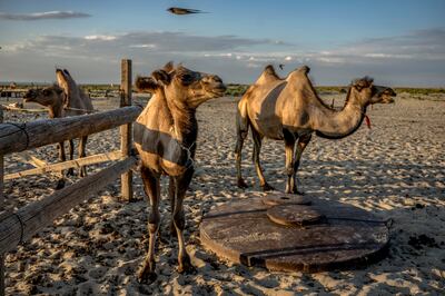 Mers is typically transmitted by camels. Photo: AP