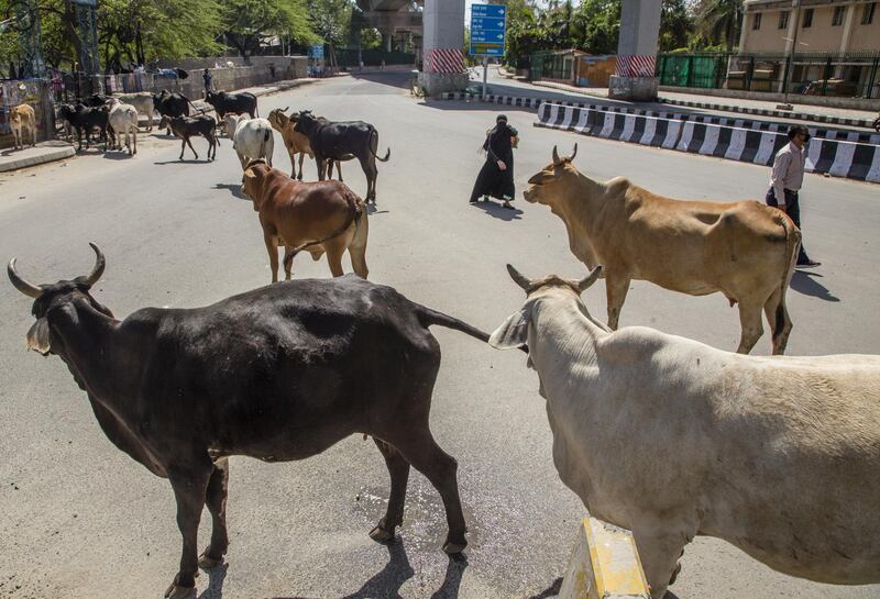 A herd of cows walk on a deserted road  in New Delhi, India. Getty Image