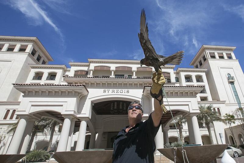 Alex Louw, 47, at the St Regis Saadiyat, with his perigrene falcon Scarface. Mr Louw uses eight of his birds to scare off pigeons at the five-star hotel. Mona Al Marzooqi / The National