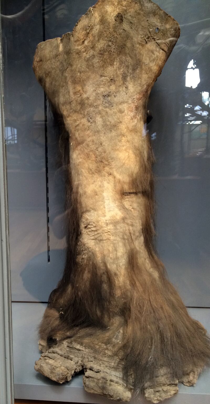 A leg with the skin and fur of a mammoth on display at the Museum of Natural History in Paris, France. Photo: Matt Mechtley 

