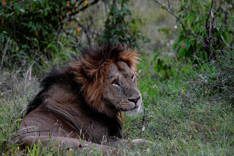 A male lion rests in the grass at the Maasai Mara National Reserve. AFP