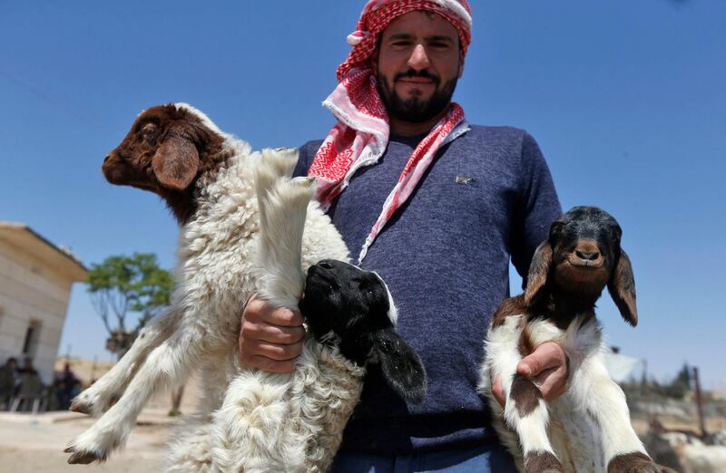 The son of Syrian farmer Abu Qasim poses with lambs from his family's flock. AFP