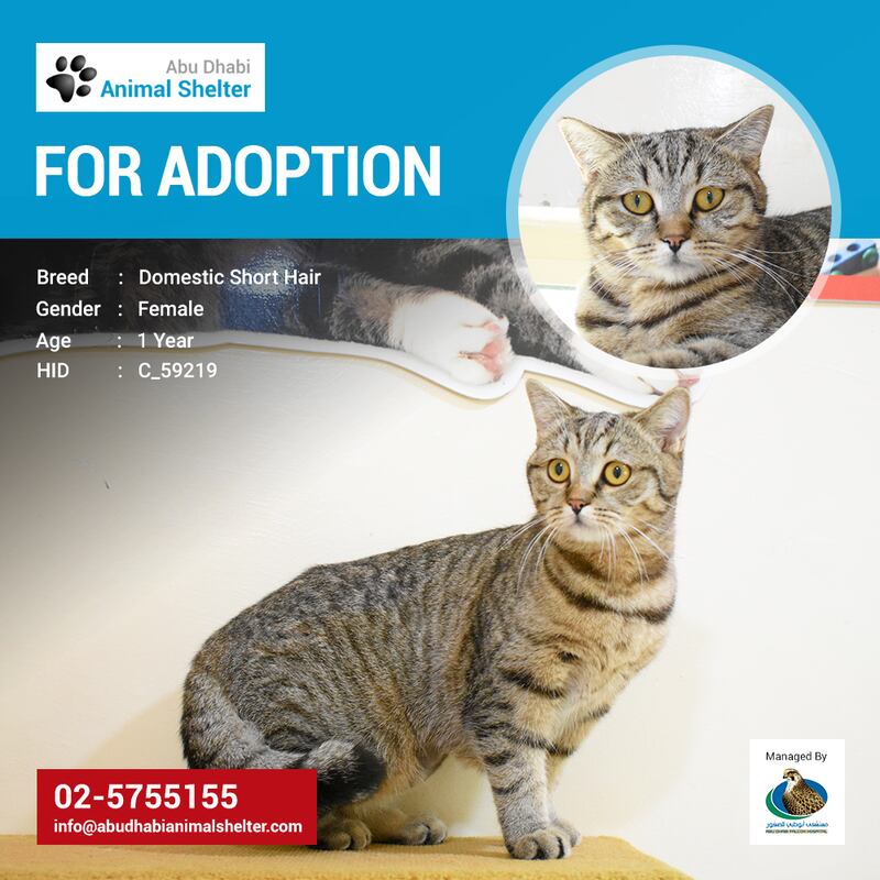 Photo: Abu Dhabi Animal Shelter