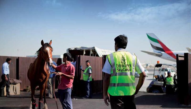 Dubai World Cup horses arriving in the UAE by air. Courtesy Emirates