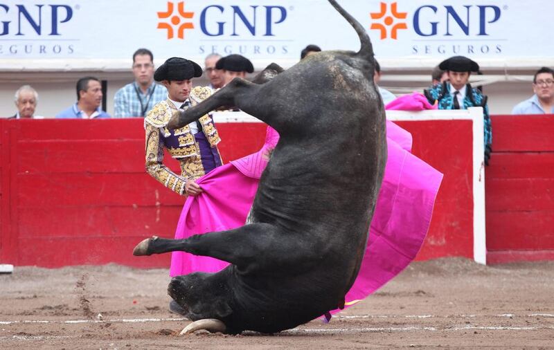 Mexican bullfighter Juan Pablo Sanchez fights his second bull for the day, named Futuro Dorado and weighing 506 kg, during the San Marcos National Bullfighting Fair 2016 in Aguascalientes, Mexico. Mario Guzman / EPA