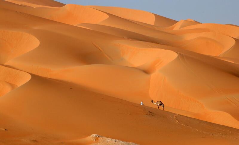 A man walks with his camel across the Liwa desert during the festival.