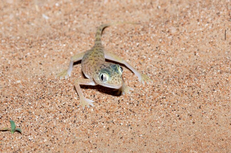 Hundreds of geckos have been rehomed under the wildlife protection initiative. Photo: Etihad Rail

