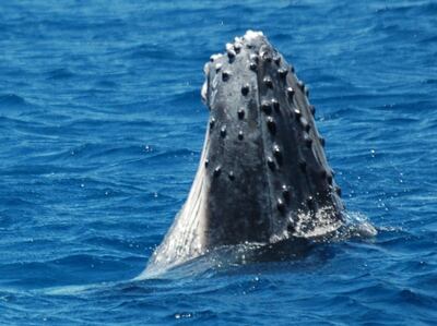 A humpback whale. PA