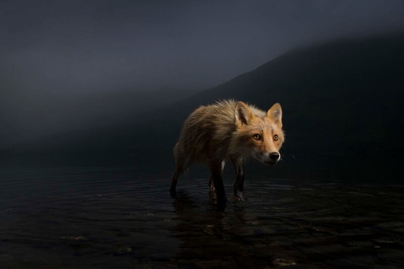 'Storm Fox' by Jonny Armstrong (US). Category: Highly commended, Animal Portraits. Photo: Natural History Museum