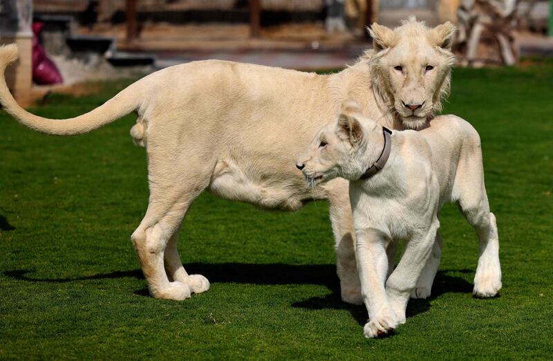 Two white lions take exercise, at Al Buqaish private zoo in Sharjah. AFP