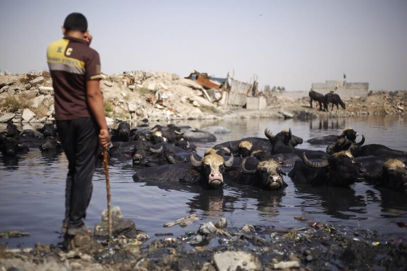 An Iraqi Shi’ite shepherd watches his buffalos cool off inside a sewage pool during hot weather in the Al-Fdhiliya district of eastern Baghdad outside of Sadr City.