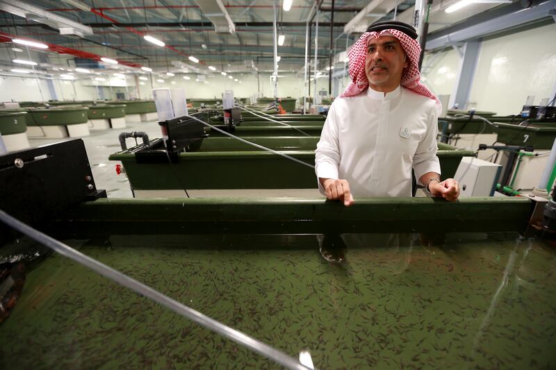 Ahmed Al Dhaheri, the co-founder and managing director at Emirates Aquatech, stands by a tank full of sturgeon hatchlings that were bred in the UAE. Ravindranath K / The National