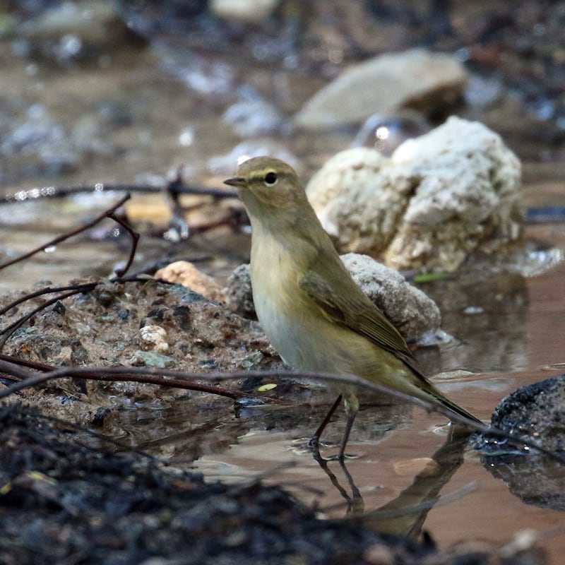 A common chiffchaff makes the most of a leaking irrigation pipe. Photo: Oscar Campbell