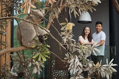 Guests admire a koala from their room at the Taronga Wildlife Retreat. Photo: Taronga Zoo