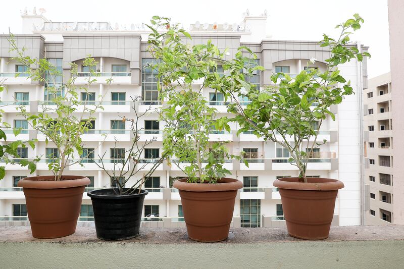 The apartment comes with room on the balcony for plants. Pawan Singh/ The National