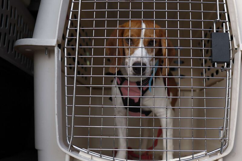 A beagle rescued from Envigo breeding and research facility waits to be taken to Paw Prints Animal Hospital for a medical check up. Getty Images / AFP
