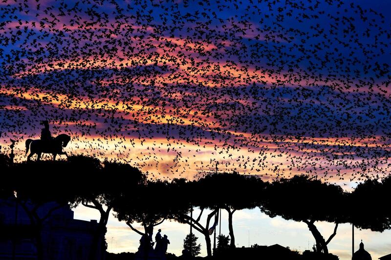 A swarm of starlings flies over the Altare della Patria monument in Rome. AFP