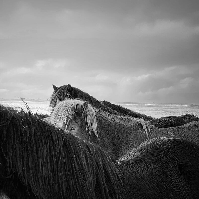 Horses huddle together during a storm in Iceland in this image by Xiaojun Zhang that won first place in the animal category. Xiaojun Zhang