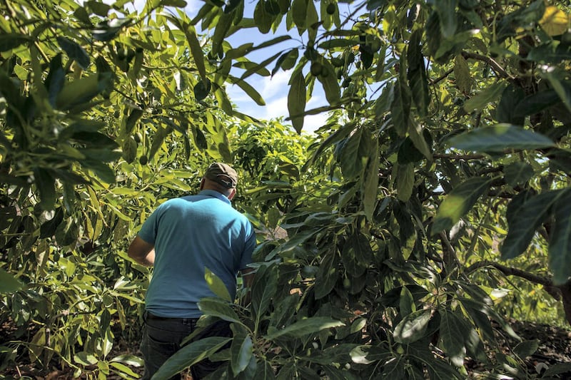 Joaquin Montes walks through his avocado plantation near Almuñecar, where he has been producing the fruit for commercial export for over 30 years. Kira Walker for The National