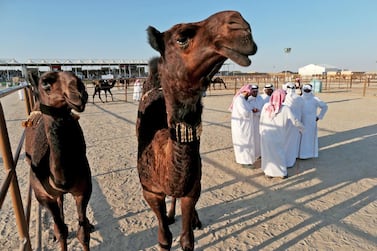 The Al Dhafra Festival features a variety of heritage events including a camel beauty contest. Christopher Pike / The National