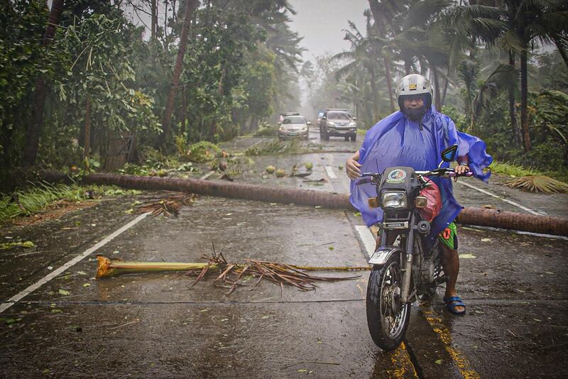 A motorist braving rains and strong wind maneuvers along a highway littered with fallen coconut trees in Can-avid town, Eastern Samar province.   AFP