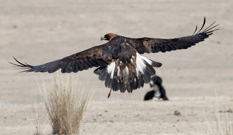 US scientists say golden eagles are teetering on the edge of decline and worry that growing numbers of wind turbines could push them over the brink. AP