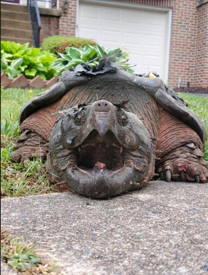 This 2020 photo provided by the Fairfax County Police Department shows a 65-pound (29-kilogram) alligator snapping turtle in Alexandria, Virginia. AP