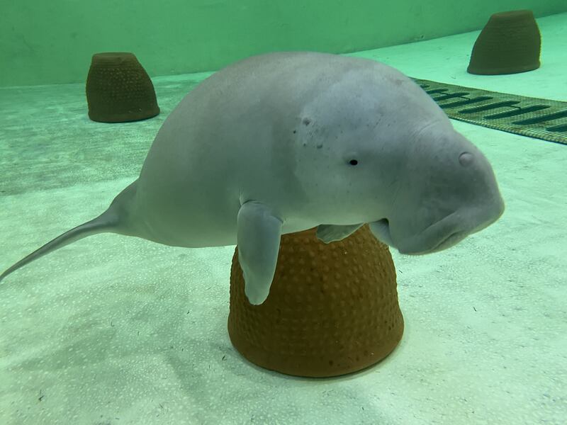 Malqout the dugong. He was less than a month old when rescued in Abu Dhabi territorial waters. Photo: EAD