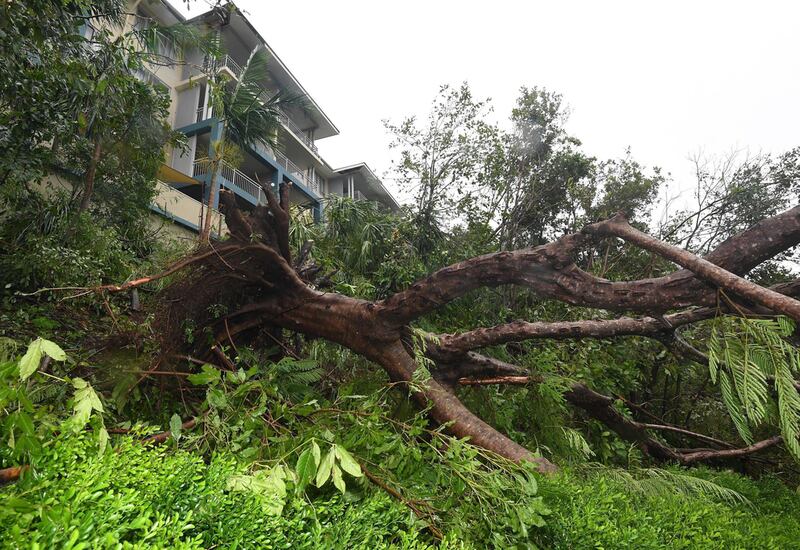 A fallen palm tree next to a building at Airlie Beach, Queensland. Dan Peled / EPA