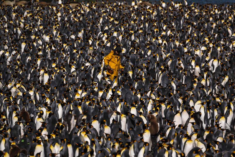 Penguins surround a scientist on Desolation Island