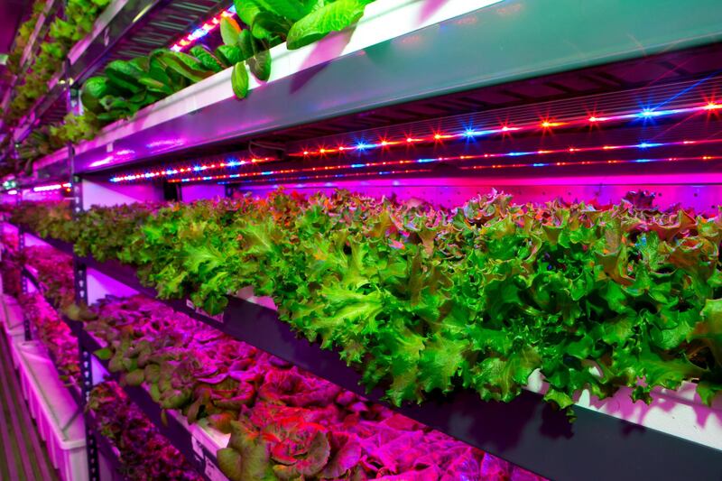 Vertical farming facility. The state-of-the-art facility will harvest three US tons (2,700 kg) of herbicide-free produce. Courtesy Emirates