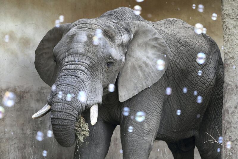 Elephant Leon is seen amidst soap bubbles during a ceremony to celebrate its 19th birthday at a zoo in Warsaw, Poland February 4, 2020. Slawomir Kaminski/Agencja Gazeta via REUTERS  ATTENTION EDITORS - THIS IMAGE WAS PROVIDED BY A THIRD PARTY. POLAND OUT. NO COMMERCIAL OR EDITORIAL SALES IN POLAND.