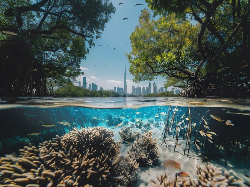 The project would also aim to restore Dubai's seagrass beds