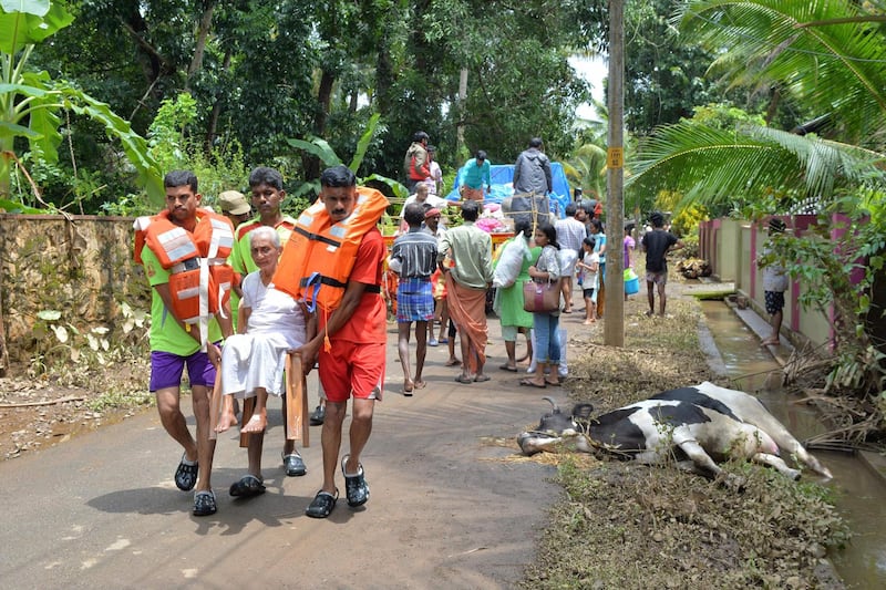 The carcass of a cow lies on the side of a road where an eldery woman is carried to safety from flood waters during a rescue operation by Kerala and Tamil Nadu Fire Force personnel in Annamanada village in Thrissur District, Kerala. AFP