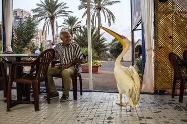 Ali Bazzi, a customer at Abou Mounir restaurant, smiles at Ovi the pelican as he waddles past on his way out. Elizabeth Fitt for The National